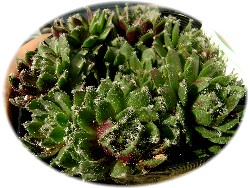 Sempervivum anachnoideum var.