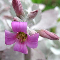 Kalanchoe pumila bloom 2007/4