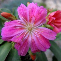 Lewisia cotyledon bloom 2007/5