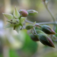 Crassula cordata bloom 2007/4