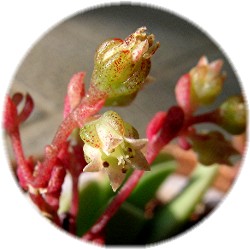 Sinocrassula densirosulata? bloom