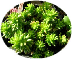 Sedum niveum 2007/1