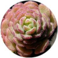 Sedum versadense larger type 32007/2