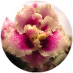 African violet 'Heritage Frolic' flower 1