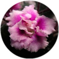 African violet 'Heritage Frolic' flower 2