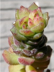 Sedum versadense smaller type flower bud  2007/2