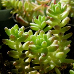 Sedum diffusum 2007/1