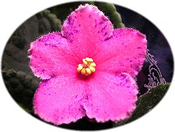 African violet pink flower with fantasy