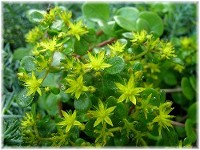 Sedum tetractinum 2007/6