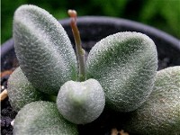 Adromischus marianiae 