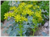 Sedum mexicanum 2007/6