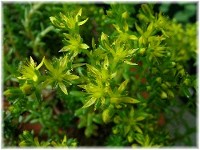 Sedum japonicum?? 2007/6