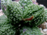 Adromischus marianiae green ball 2007/5