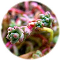 Sedum stefco 2006/11