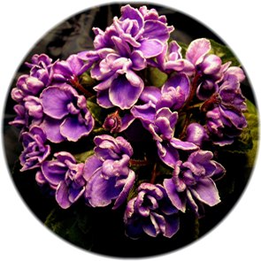 African violet Rob's Jitterbug