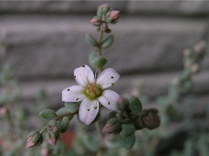 Sedum dasyphyllum 2007/6 1