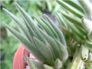 Crassula_mesembryanthemoides_ssp._hispida2.JPG