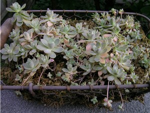 Sedum_boehmeri_2007_7.JPG