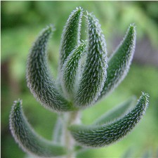 Crassula_mesembryanthemoides.JPG