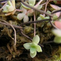 Sedum_boehmeri_2007_7_2.JPG