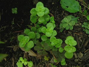 Sedum_makinoi_2007_7.JPG