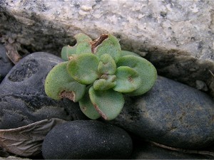 Sedum_pluricaule_2007_7.JPG