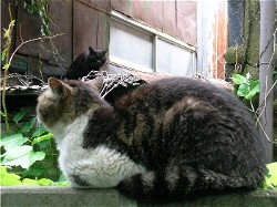 ねこけんか2007_6.JPG