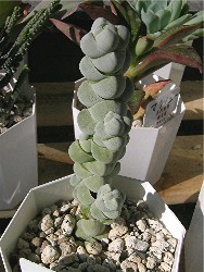 Crassula arta 2006/9