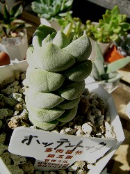 Crassula sericea? hottentota?