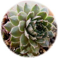 Sempervivum 'Pastel'