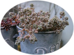 Sedum dasyphyllum