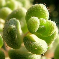 Sedum_dasyphyllum_2007_6.JPG