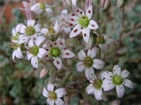 Sedum_dasyphyllum_flower_2007_6_2.JPG