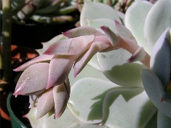 Echeveria 'Lola' 2007/2