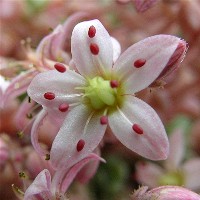 Sedum_dasyphyllum_flower_2007_6_3.JPG