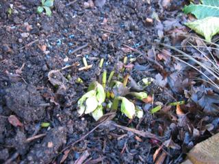 IMG_2605 (Custom).JPG