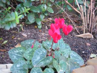 IMG_1964 (Custom).JPG