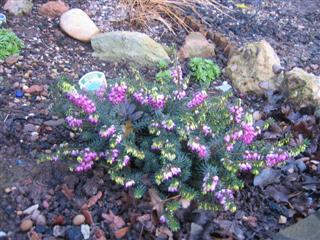 IMG_2604 (Custom).JPG