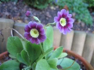 IMG_1966 (Custom).JPG