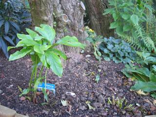 IMG_1961 (Custom).JPG