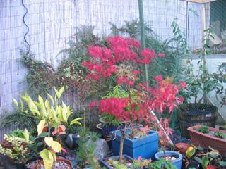 IMG_1973 (Custom).JPG