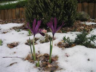 IMG_2935 (Custom).JPG