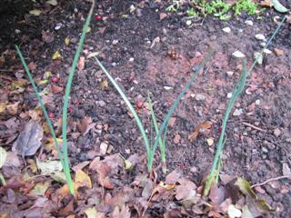 IMG_2153 (Custom).JPG