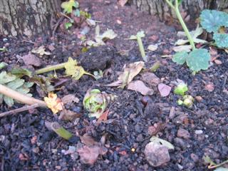 IMG_2155 (Custom).JPG