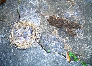 落ちた巣