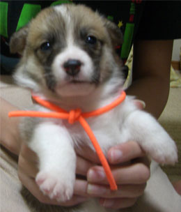 オレンジちゃん（仮）２