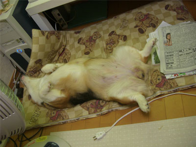 くつろいでいます２