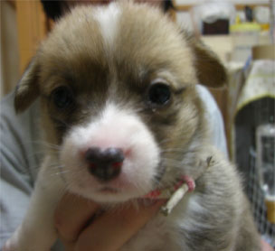 白赤ちゃん（仮）２