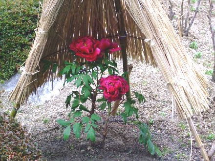 DSCF1621.JPG