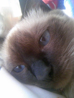 もの想いにふけるソラ